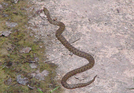 Sono una vipera scesa da un elicottero con il paracadute